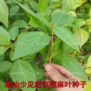 潮汕甜麻叶种籽红麻叶种子叶用红白麻叶菜高产蔬菜种子阳台盆栽