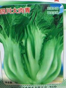 包包青菜大肉青种子四川青菜头泡菜籽包心芥阳台宽帮农家蔬菜种孑
