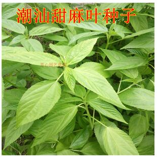 潮汕特产 凉拌麻叶种子 青麻样 散装新采收种子 高出芽品种红麻叶