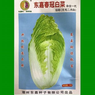 一代杂交东嘉白菜种子(无毛二月白) 早熟 耐寒 大白菜 菜籽