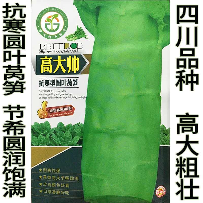 四川蔬菜基地用种 青莴笋种子 抗寒圆叶莴苣种子高壮节稀高产抗病