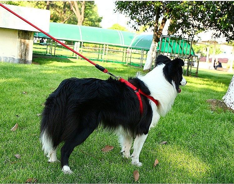 edx边牧牵引绳胸背带中小型犬狗项圈套装边境牧羊犬遛狗绳牵狗绳