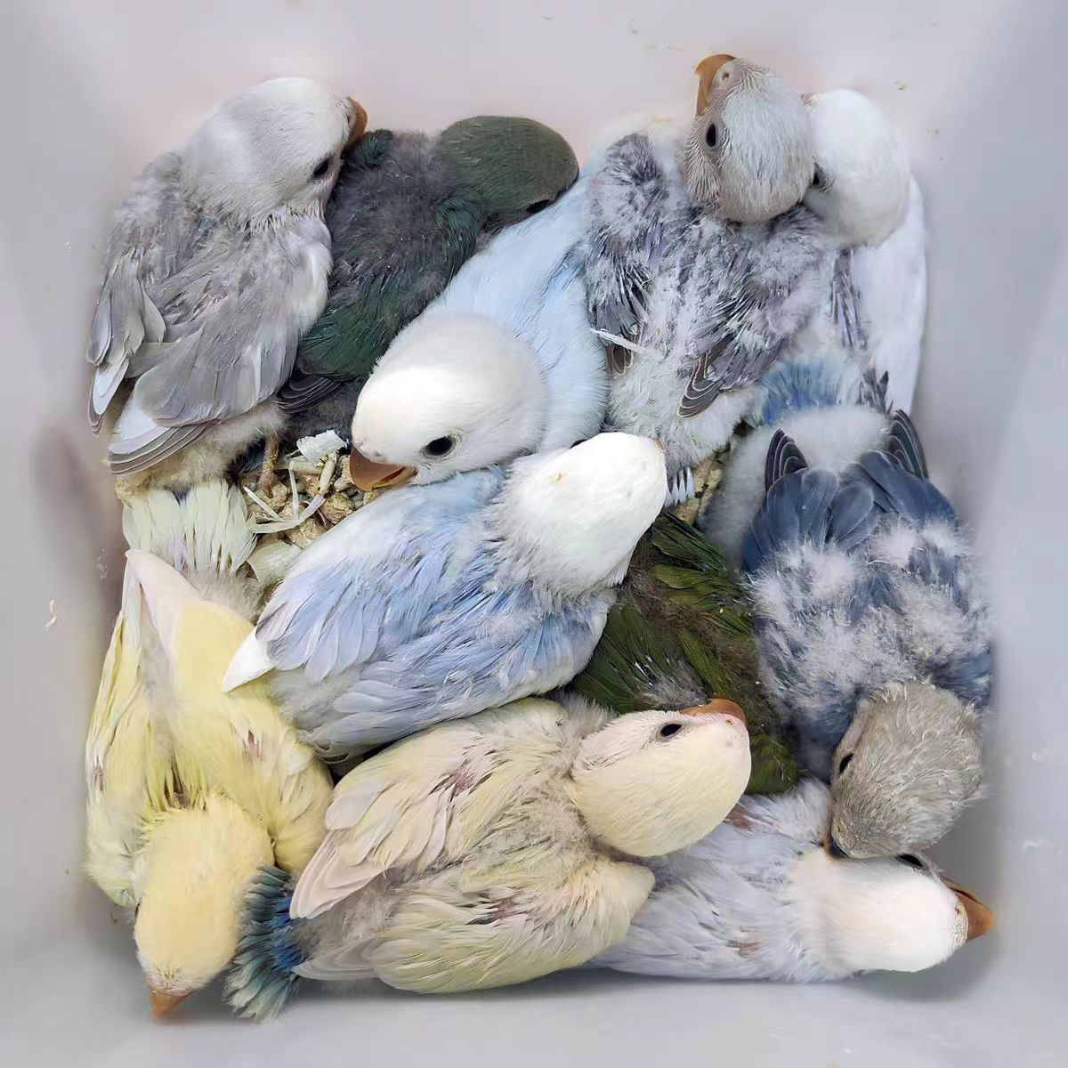 鹦鹉活鸟手养牡丹雏鸟