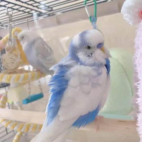虎皮鹦鹉活鸟鸟会说话