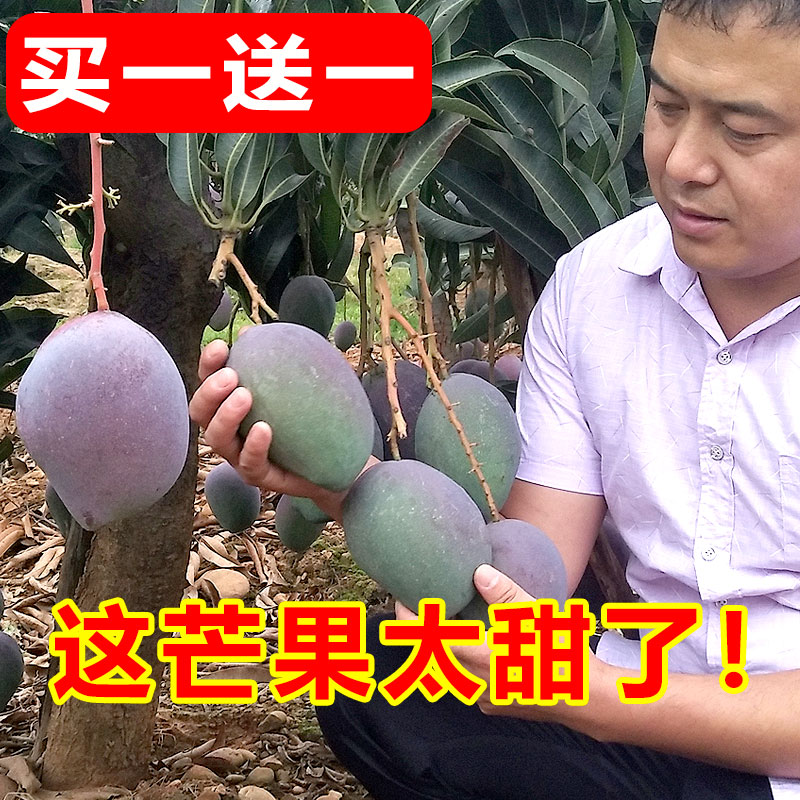 買一送一吉祿芒果新鮮包郵當季水果整箱批發攀枝花特大凱特大青芒