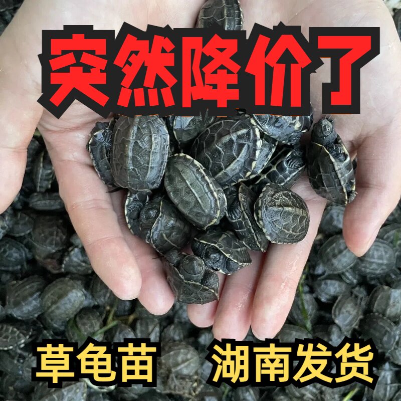 中华草龟苗活体乌龟宠物龟金线草龟苗黑腹外塘小乌龟便宜1-3厘米
