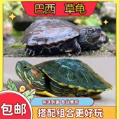 新手易养小彩龟可爱绿色送龟粮观赏龟红耳水龟活物巴西中华草龟