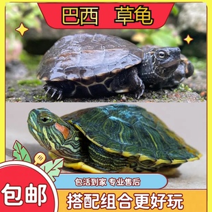 新手易养小彩龟可爱绿色送龟粮观赏龟红耳水龟活物巴西中华草龟