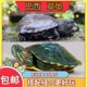 新手易养小彩龟可爱绿色送龟粮观赏龟红耳水龟活物巴西中华草龟