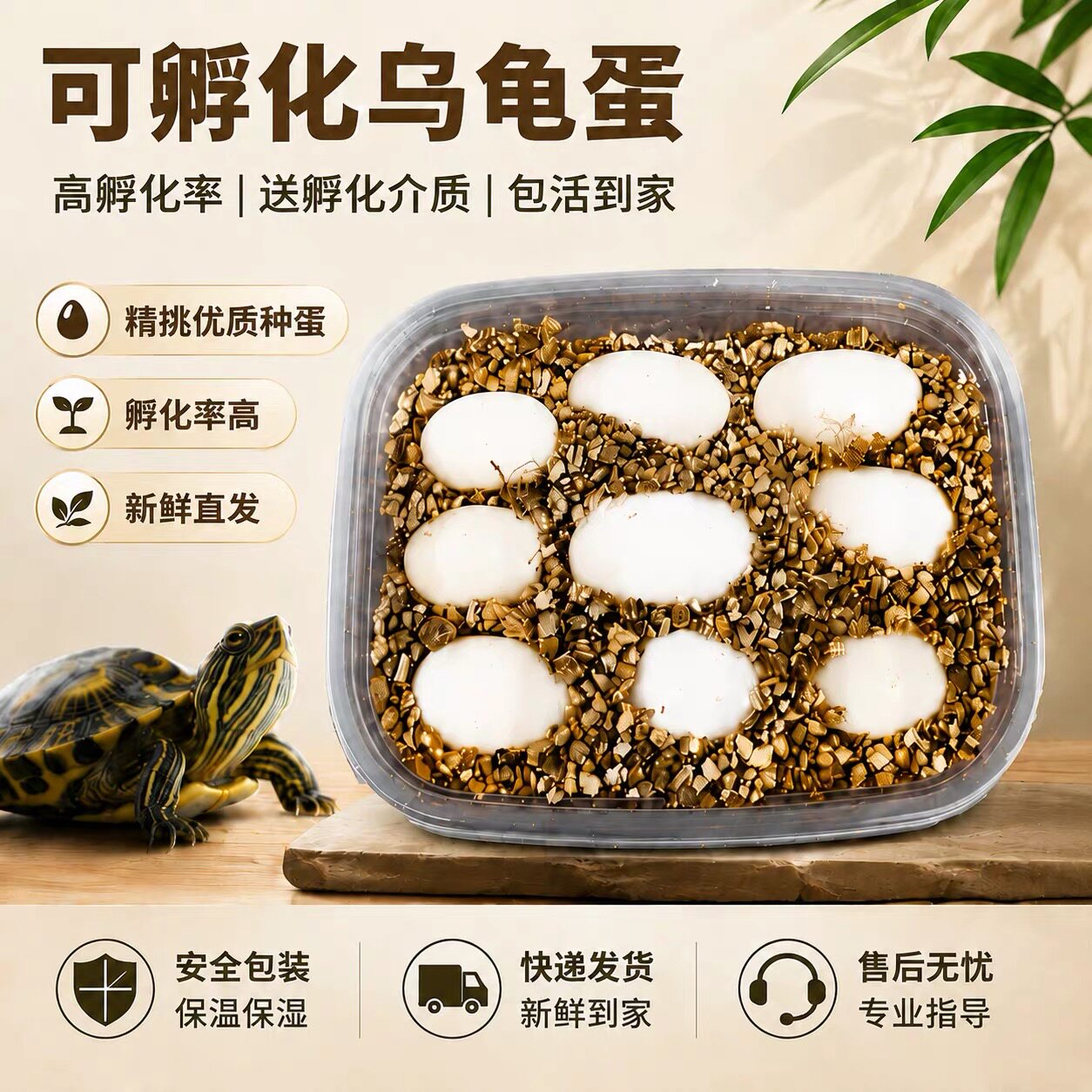 乌龟蛋龟苗可孵化乌龟蛋宠物龟蛋龟/鳖