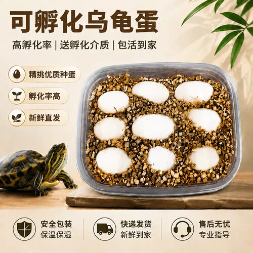 乌龟蛋龟苗可孵化乌龟蛋宠物龟蛋可孵化乌龟蛋宠物龟蛋可孵化乌龟