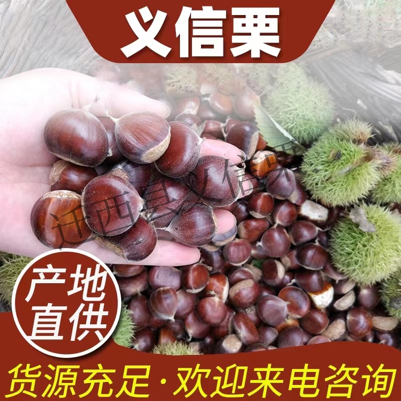 糖炒专用河北迁西老树板栗野生栗子炒货新鲜油栗1包起产地直发