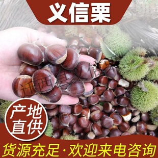 糖炒专用河北迁西老树板栗野生栗子炒货新鲜油栗1包起产地直发