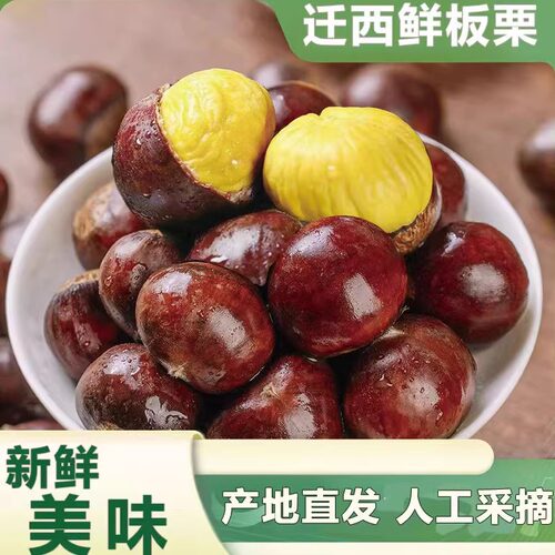 新鲜迁西油栗大粒甘栗人工采摘