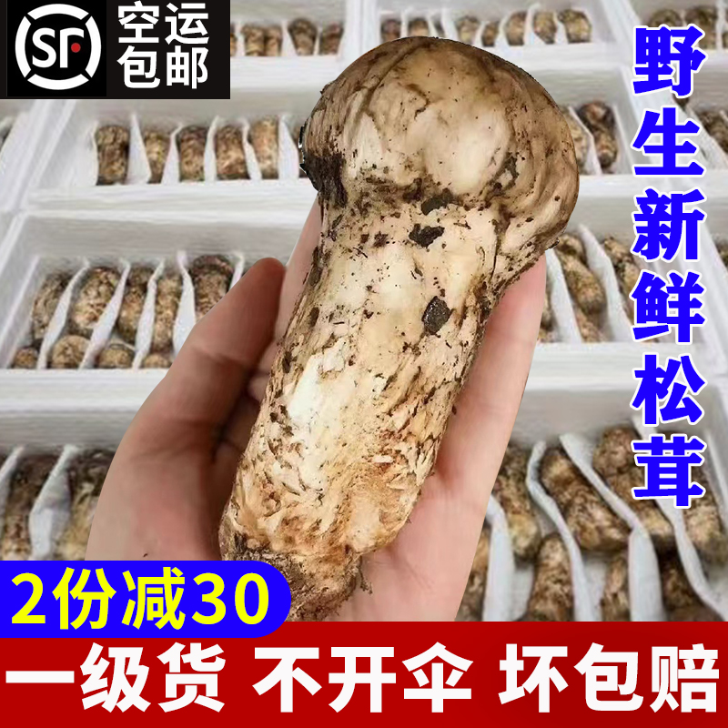 新鲜野生松茸菌现货西藏特产非云南香格里拉雅江出口级不开伞500g