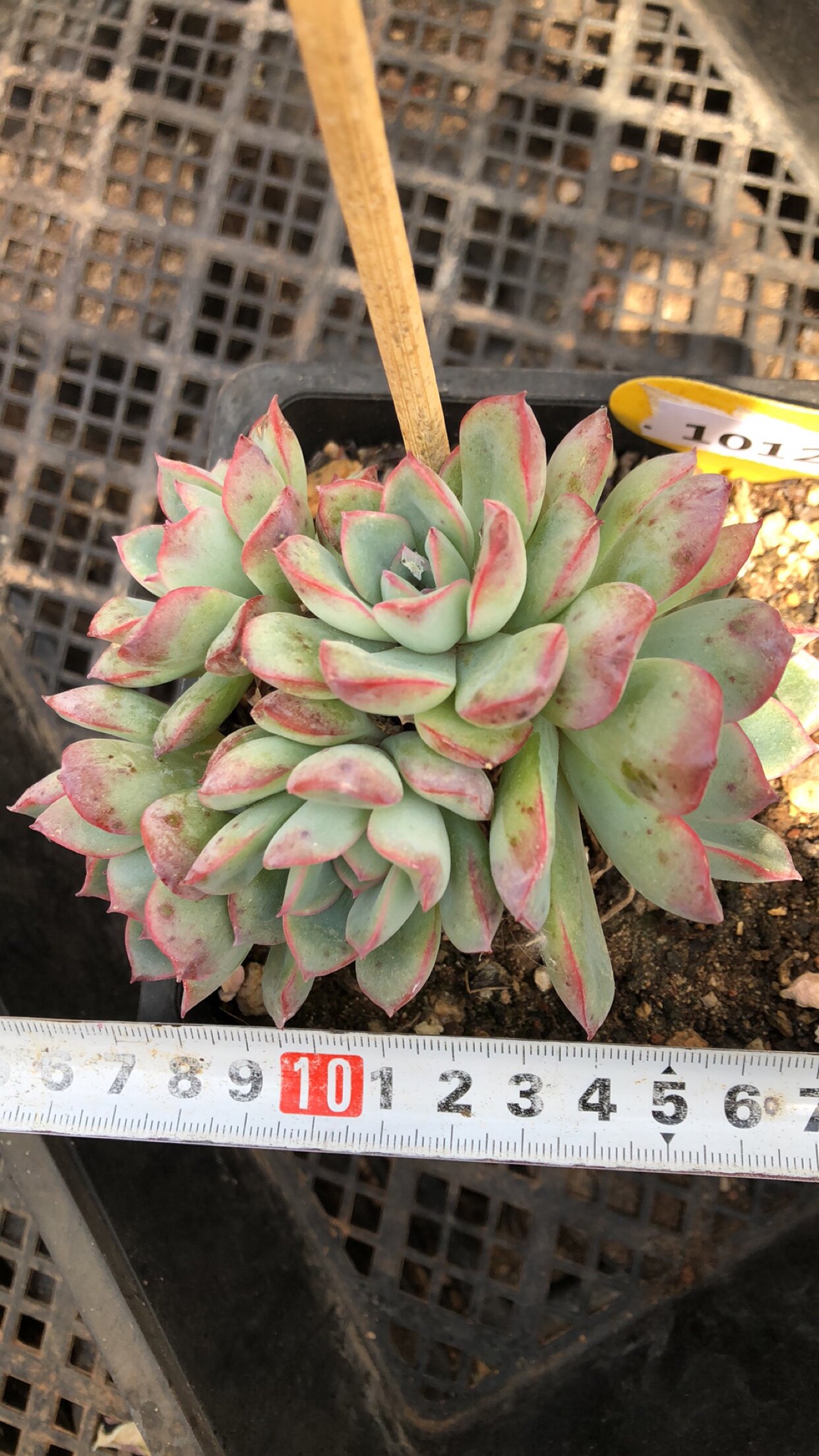 1012雨燕座整桩有桩清棚清货多肉植物一物一拍非偏远38包邮