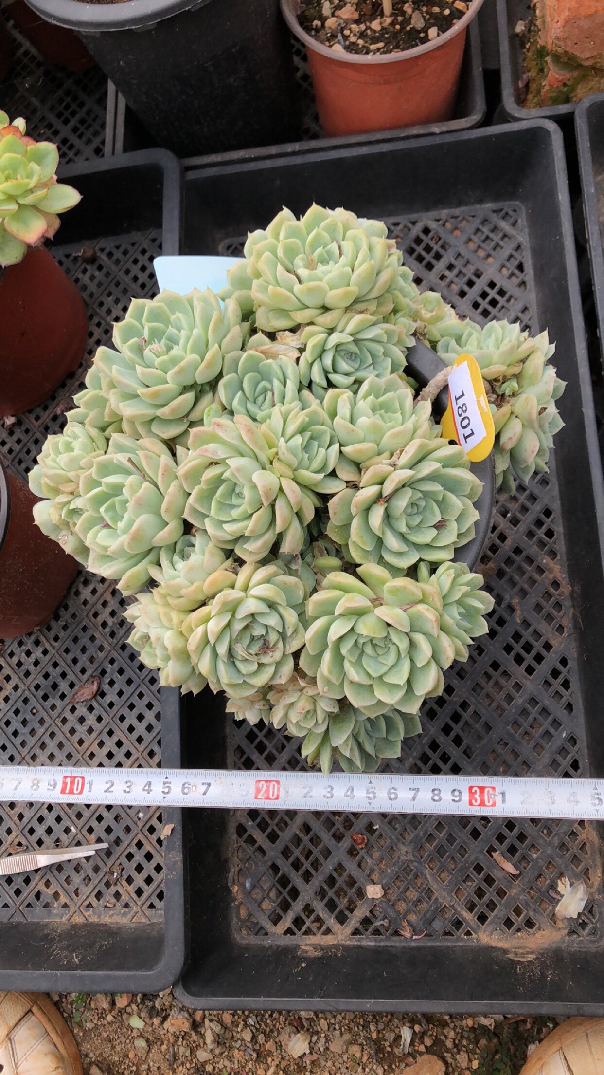 1081白月影整桩清棚清货多肉植物一物一拍非偏远38包邮5.22拍
