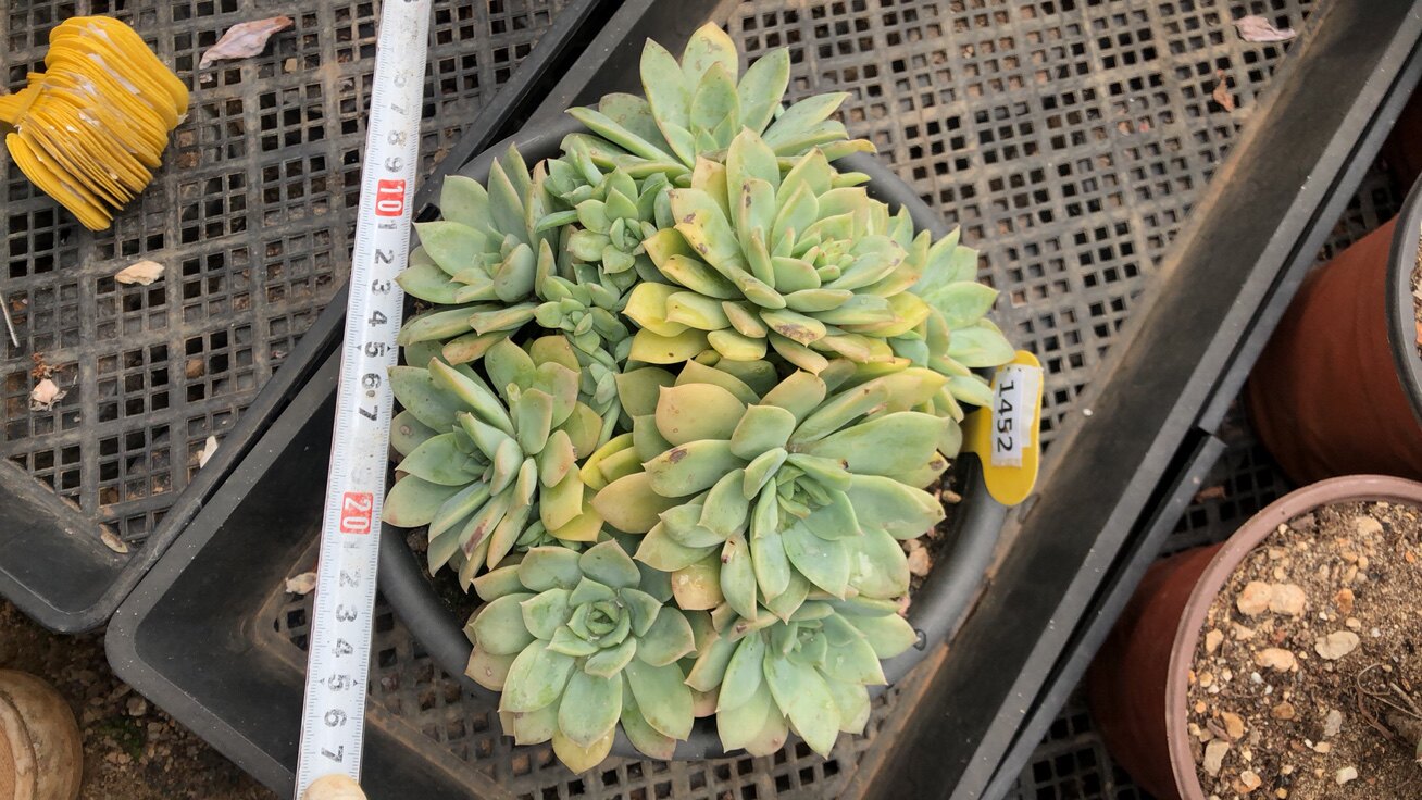 1452范女王整桩清棚清货多肉植物一物一拍非偏远38包邮5.6拍