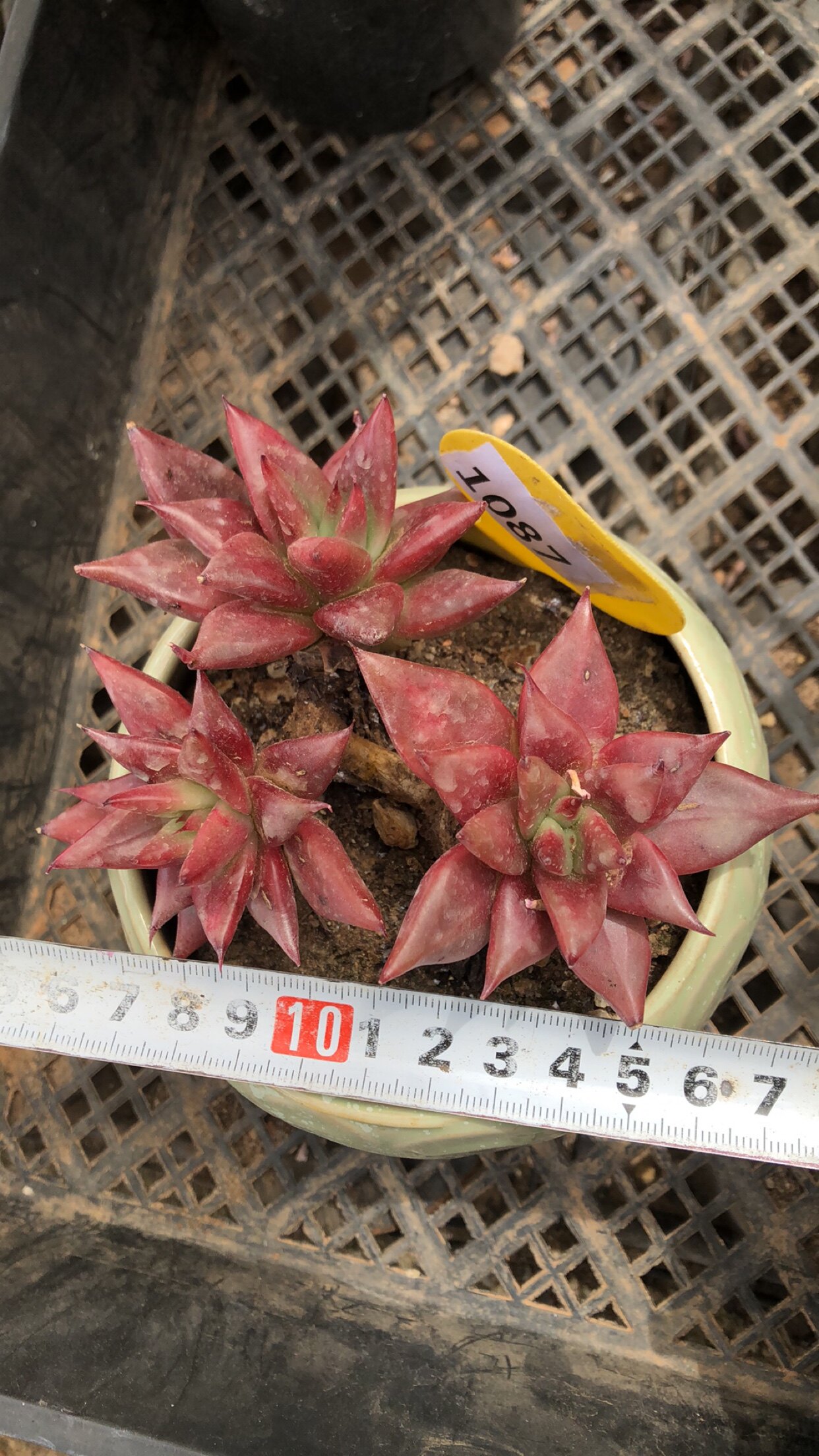 2087弗兰克整桩有桩清棚清货多肉植物一物一拍非偏远38包邮