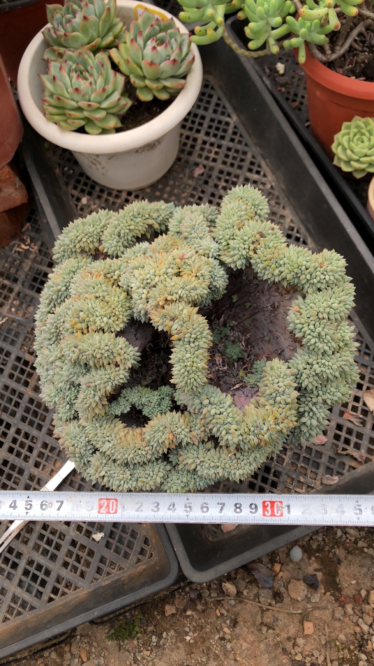 1829莱恩小精灵小绿衣小蓝迷缀化整桩有桩一物一拍38包邮5.22拍