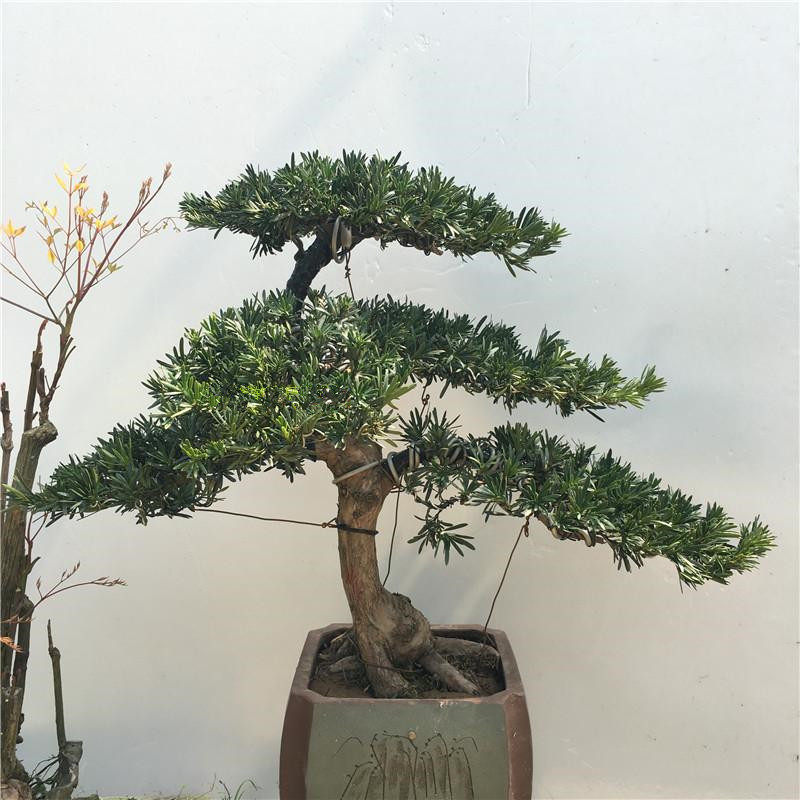 网友分享在meiguo.com的图片