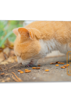 她和她的猫 摄影师@kelvin李28张摄影作品 可爱猫咪喵星人明信片 软萌小清新卡片生日送礼物文艺贺卡文创产品 浙江人民美术出版社