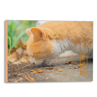 她和她的猫 摄影师@kelvin李28张摄影作品 可爱猫咪喵星人明信片 软萌小清新卡片生日送礼物文艺贺卡文创产品 浙江人民美术出版社