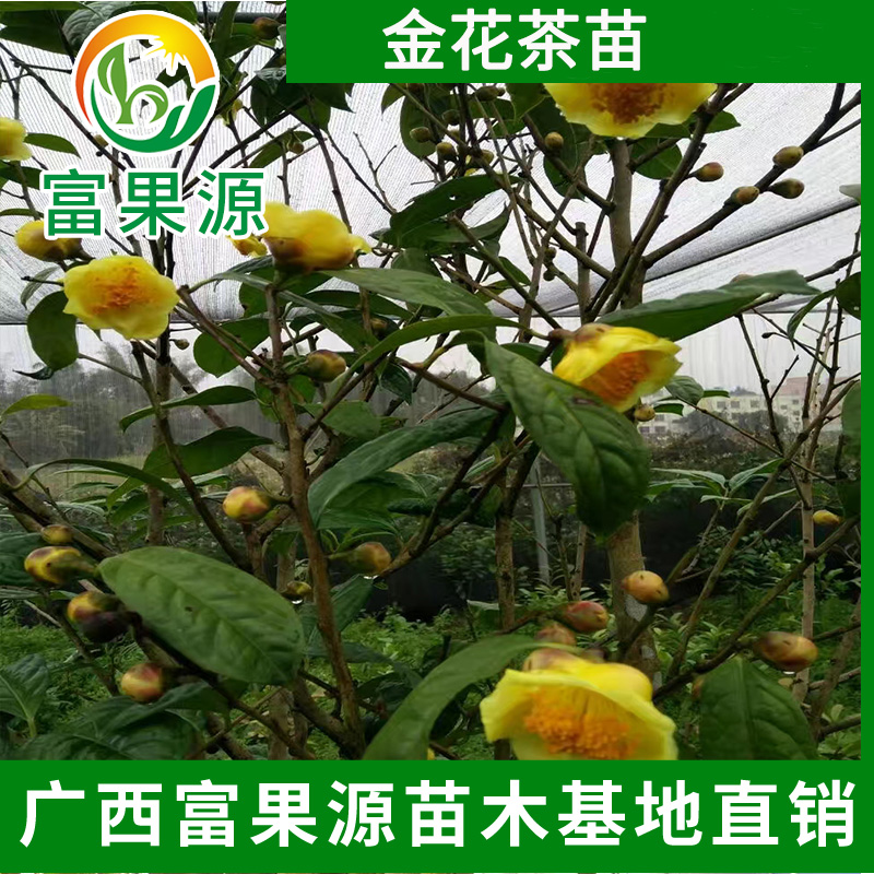 正宗金花茶树苗 防普黄色山茶 广西防城港金花茶苗 开花盆栽地栽