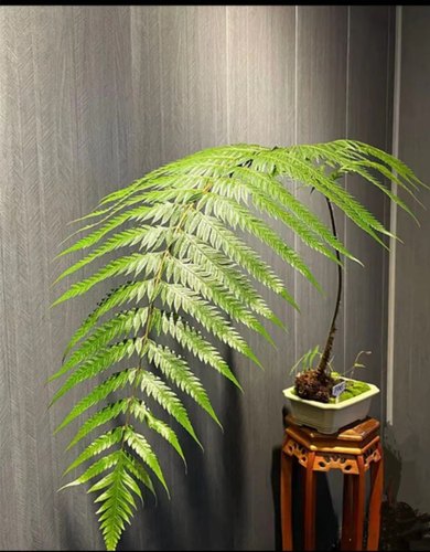 刺梨单瓣果苗老桩现挖绿植盆景