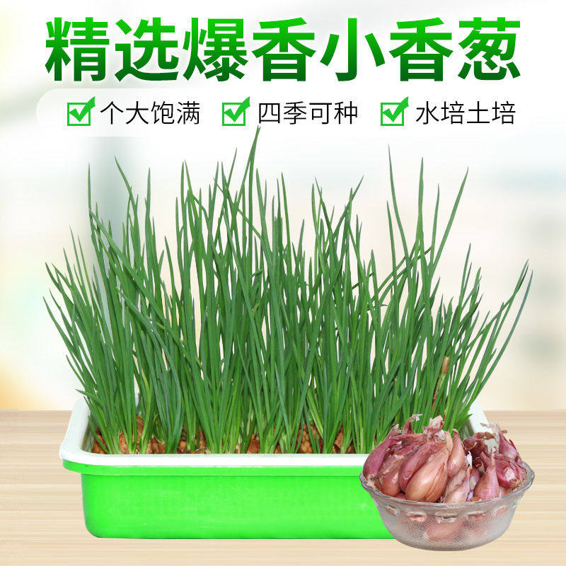 2024新葱云南农产品小红葱头香葱带须四季红葱可种可吃火葱种子