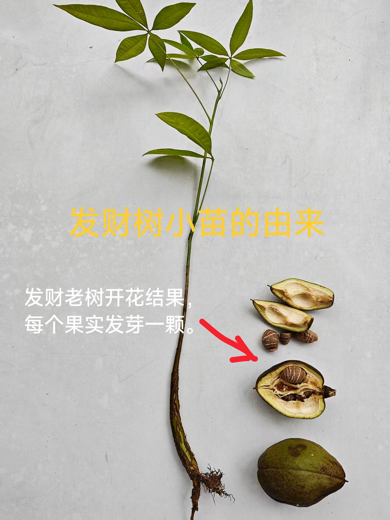 发财树种子绿植盆栽室内客厅办公桌面绿植