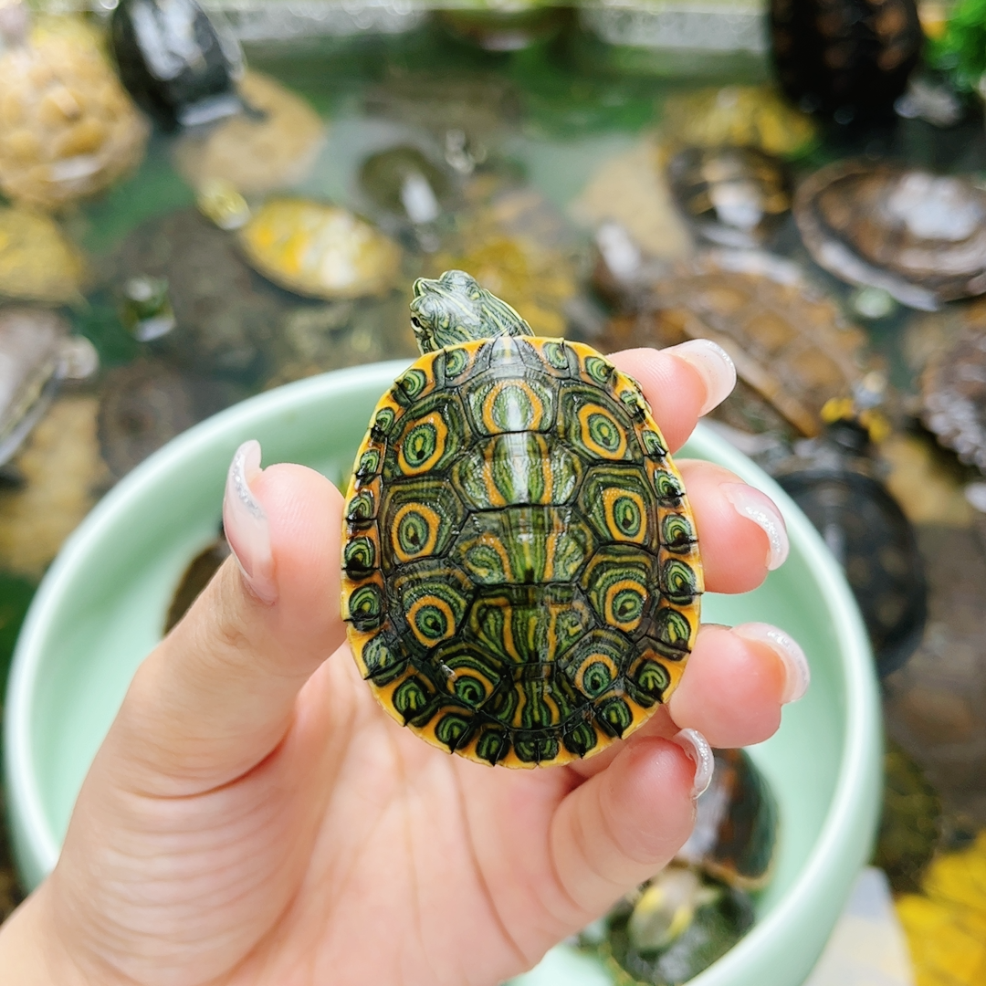 1精品大河苗 宠物/宠物食品及用品 特种养殖类水族宠物 原图主图