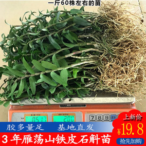 雁荡山铁皮石斛苗1斤室内绿植种植石斛苗 清仓办公桌盆景可食用