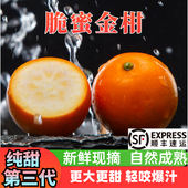 脆蜜金柑正宗广西融安金桔第三代纯甜无籽当季 水果新鲜现摘独立装