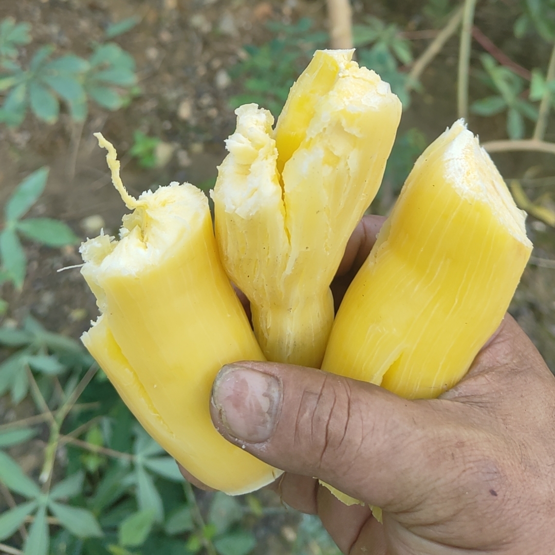 广西黄心木薯粉糯