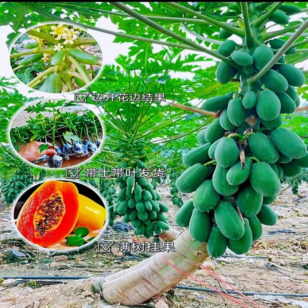 冰糖红心木瓜苗四季当年结果木瓜苗矮化特大大青红肉水果木瓜苗