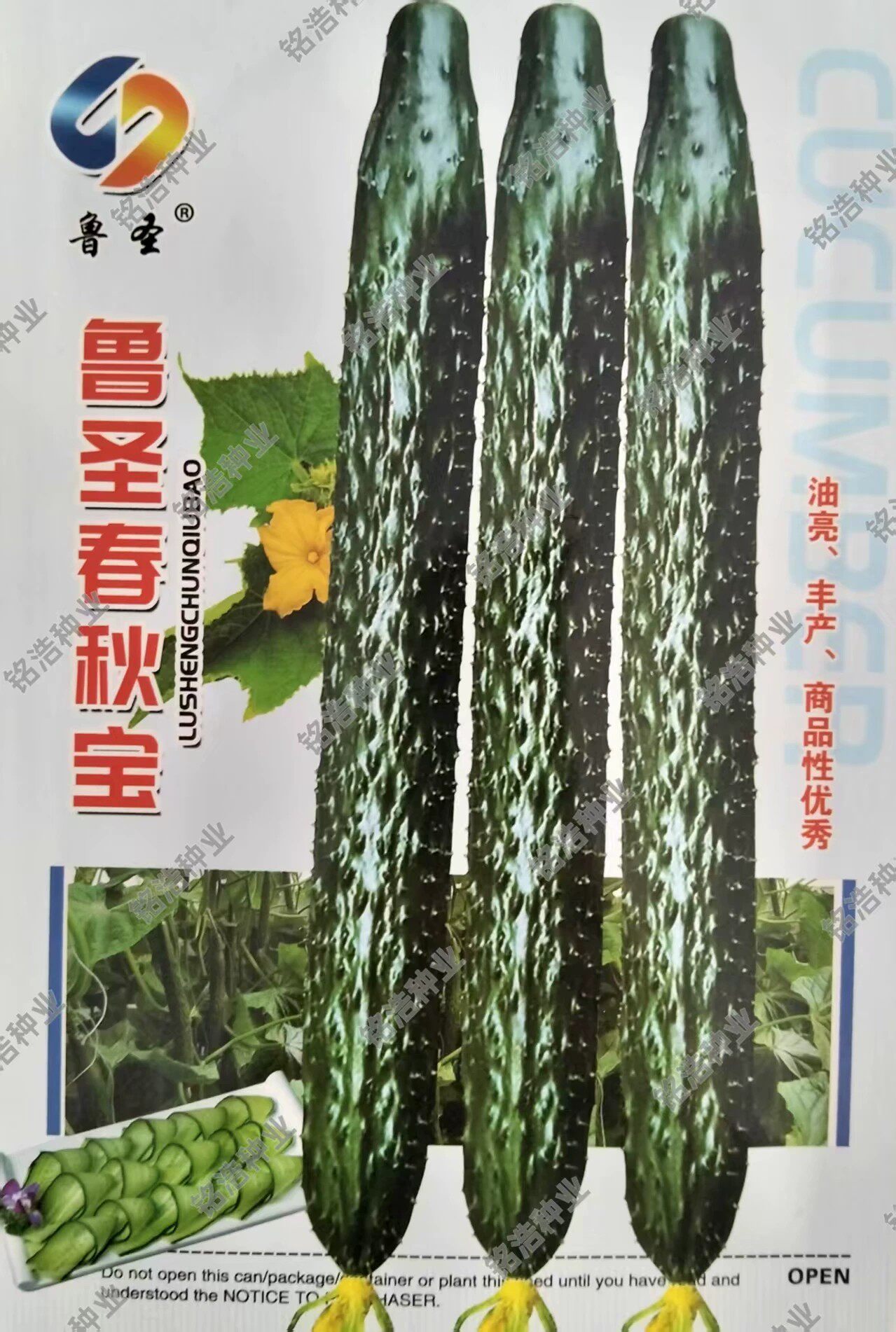 杂交黄瓜种子耐热春秋全雌黄瓜籽亮绿瓜直密刺短把高产鲁圣春秋宝
