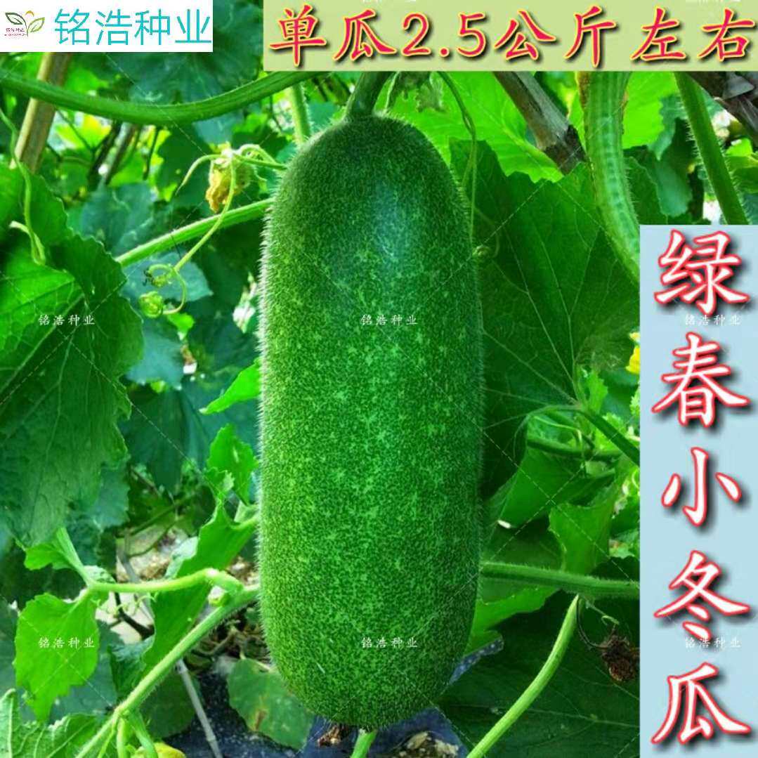 绿春小冬瓜种子 早熟抗病高产 小节瓜籽基地大田菜园 春播 可留种
