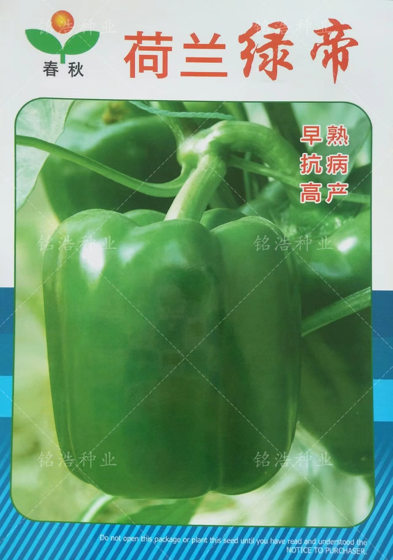 荷兰绿帝大果肉质脆甜