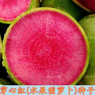 水果型萝卜种子春秋播红心萝卜籽肉质甜脆高产抗病耐运输  穿心红