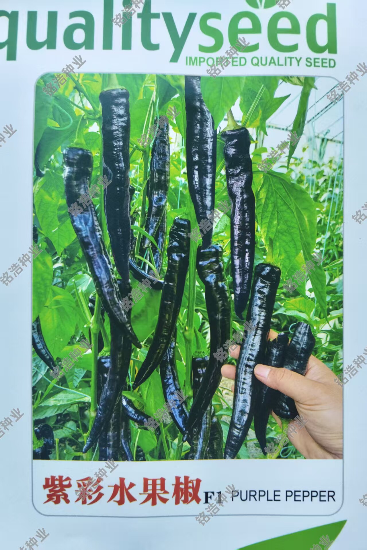 紫色尖椒种子香辣早熟抗病薄皮尖椒超辣基地辣椒蔬菜籽紫彩水果椒