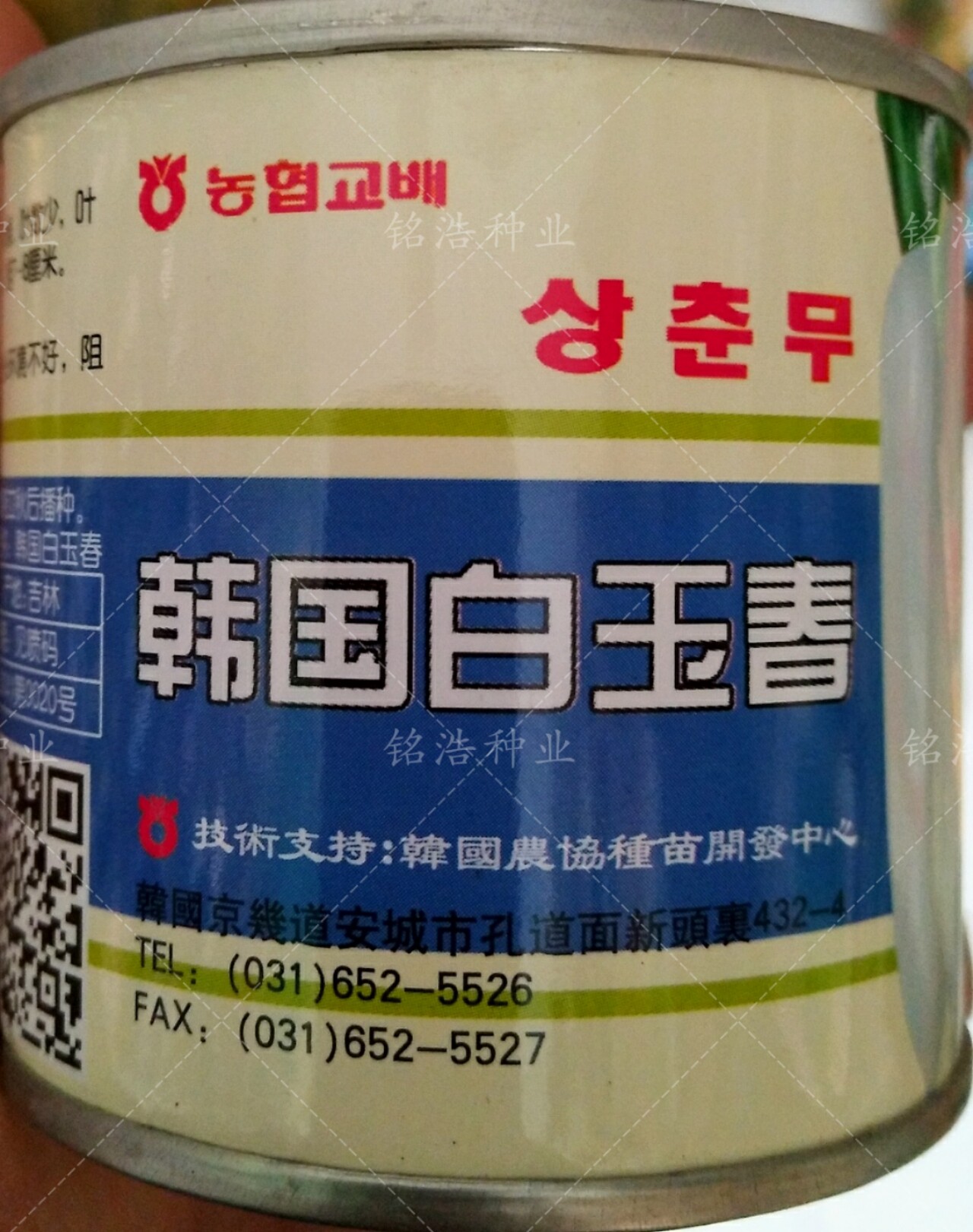 耐抽薹水果萝卜韩国白玉春白萝卜