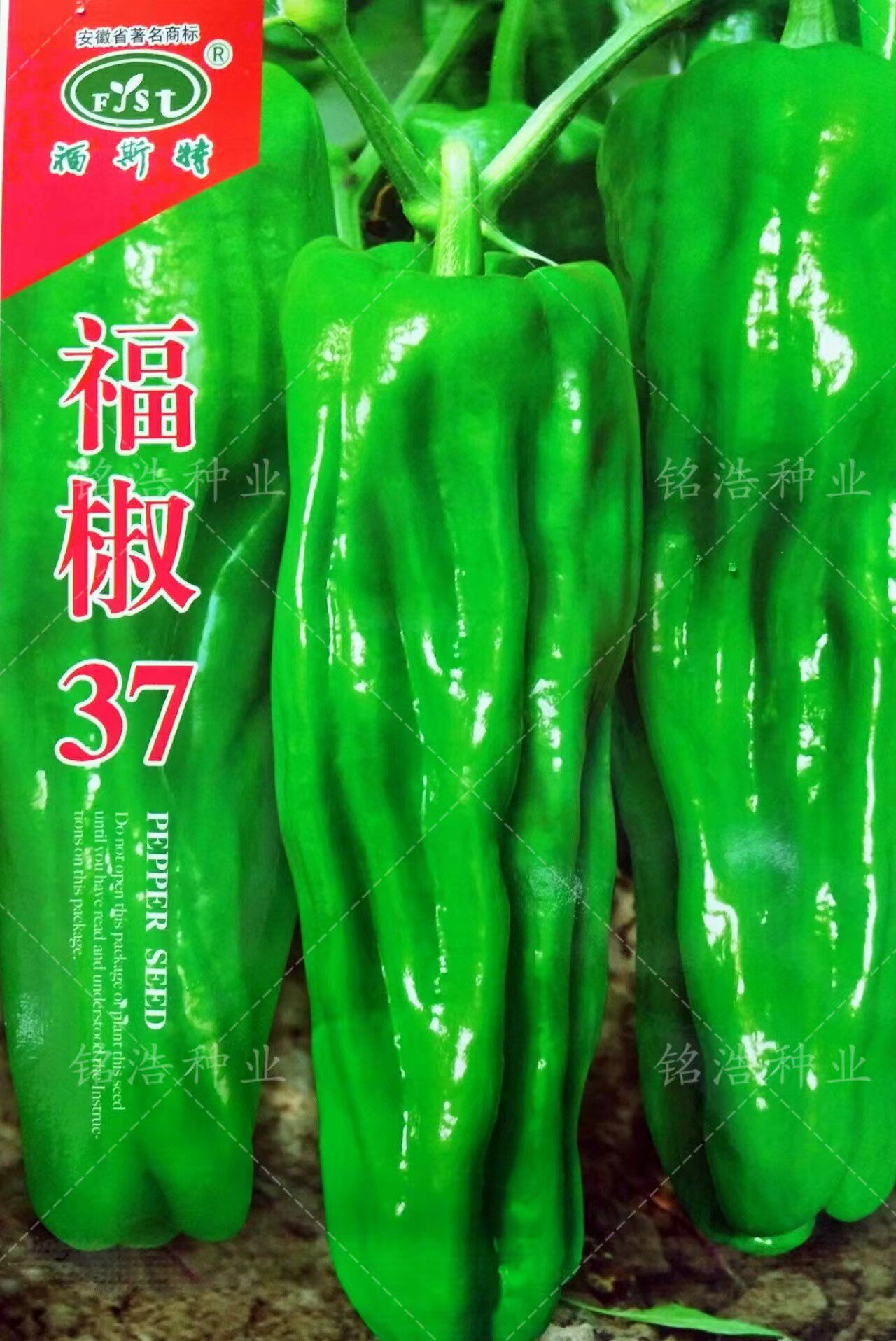 薄皮皱椒种子早熟长灯笼泡椒春秋冬四季虎皮辣椒籽蔬菜种孑福椒37