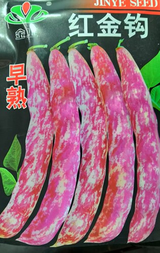 东北黄金勾红金钩豆角架豆种子高产油豆角芸豆籽沟扁豆春季蔬菜孑
