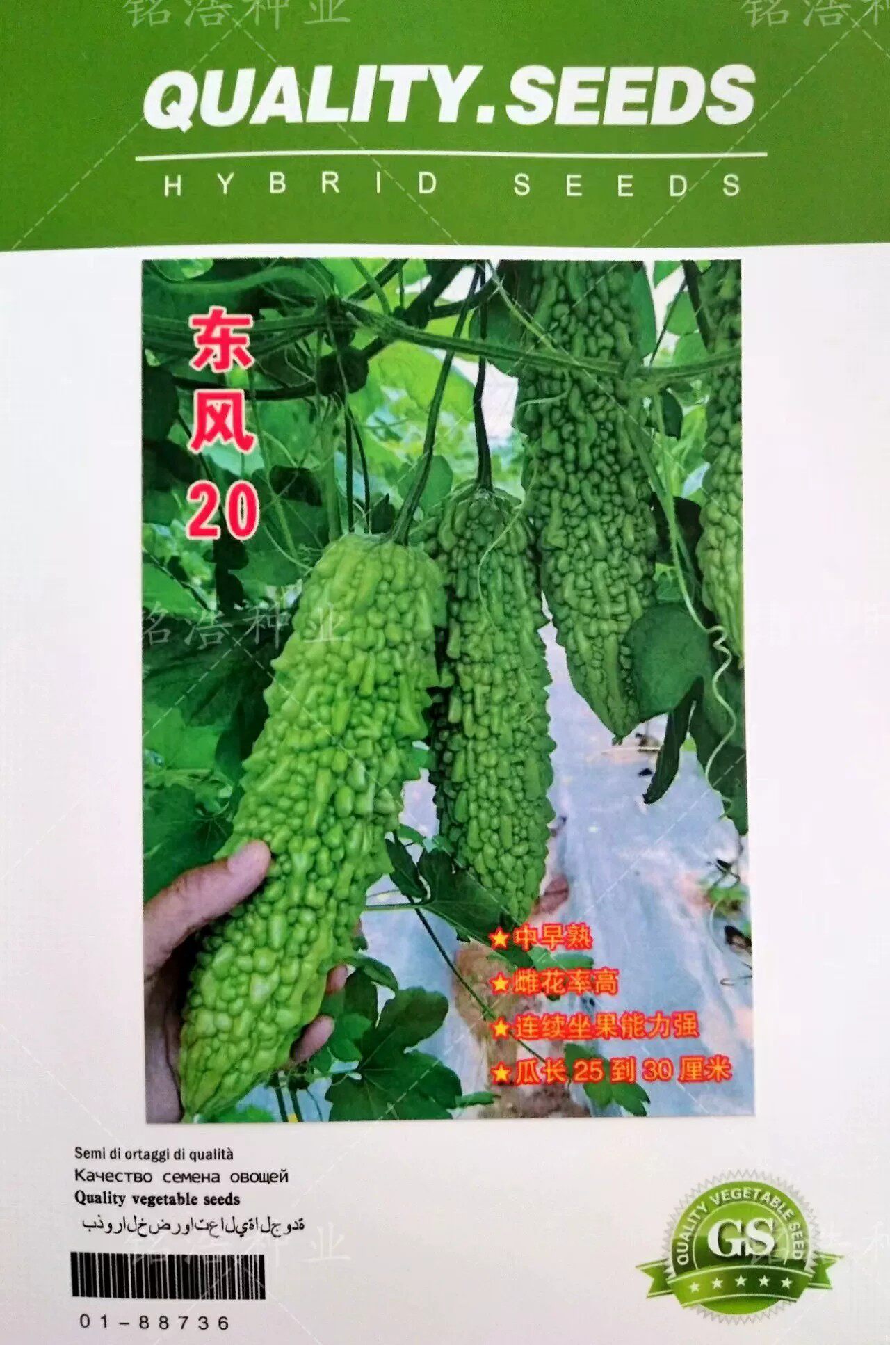 中早熟蔬菜种子翠绿苦瓜籽大刺溜耐热耐湿抗病东风20杂交苦瓜种孑