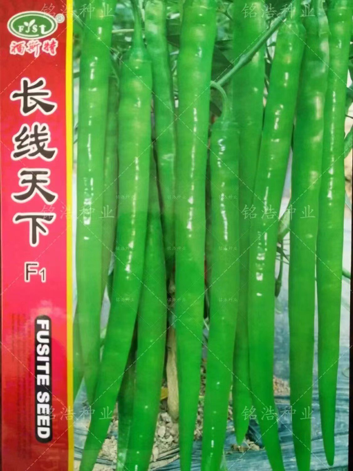 线椒籽红绿辣椒种子高产早熟辣味香浓好管理基地春秋季播长线天下