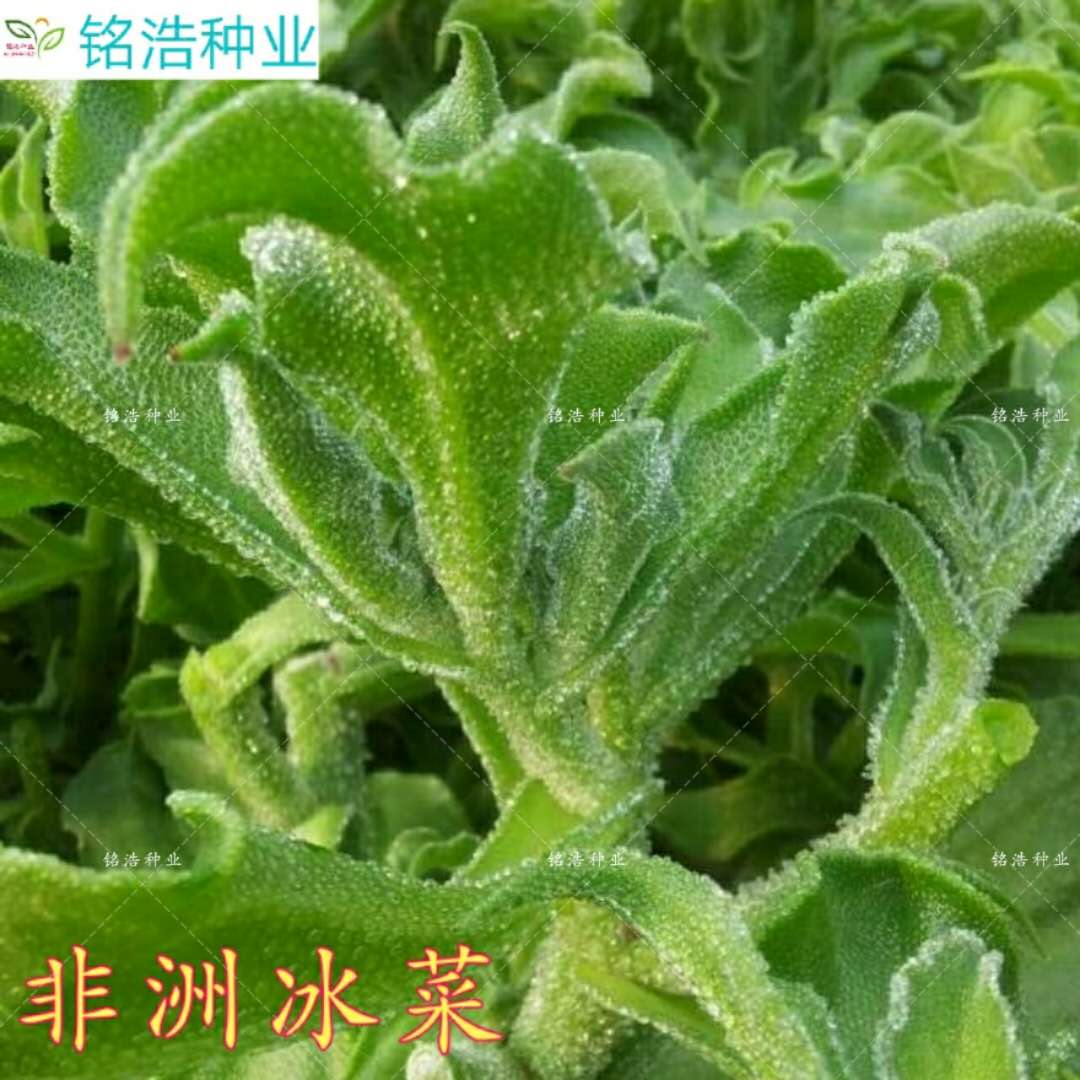 进口冰菜种子非洲冰草新鲜水果冰草菜冰菜蔬菜农家四季播盆栽包邮