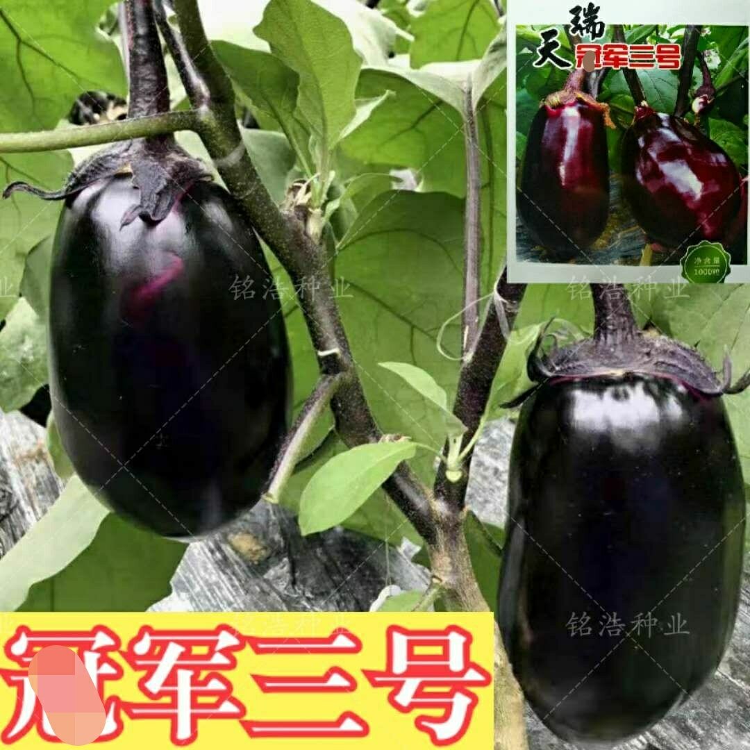 高产茄子种子紫罐茄果皮紫红大面积种植春秋四季蔬菜种籽冠军三号