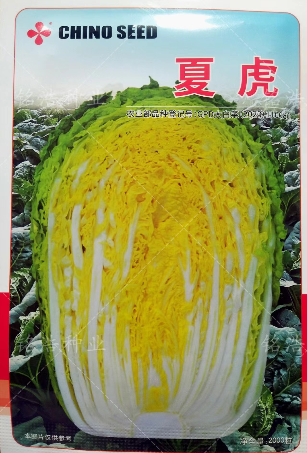 夏秋季播种大白菜种子籽耐热外叶绿黄心叠抱早熟抗病高产基地夏虎