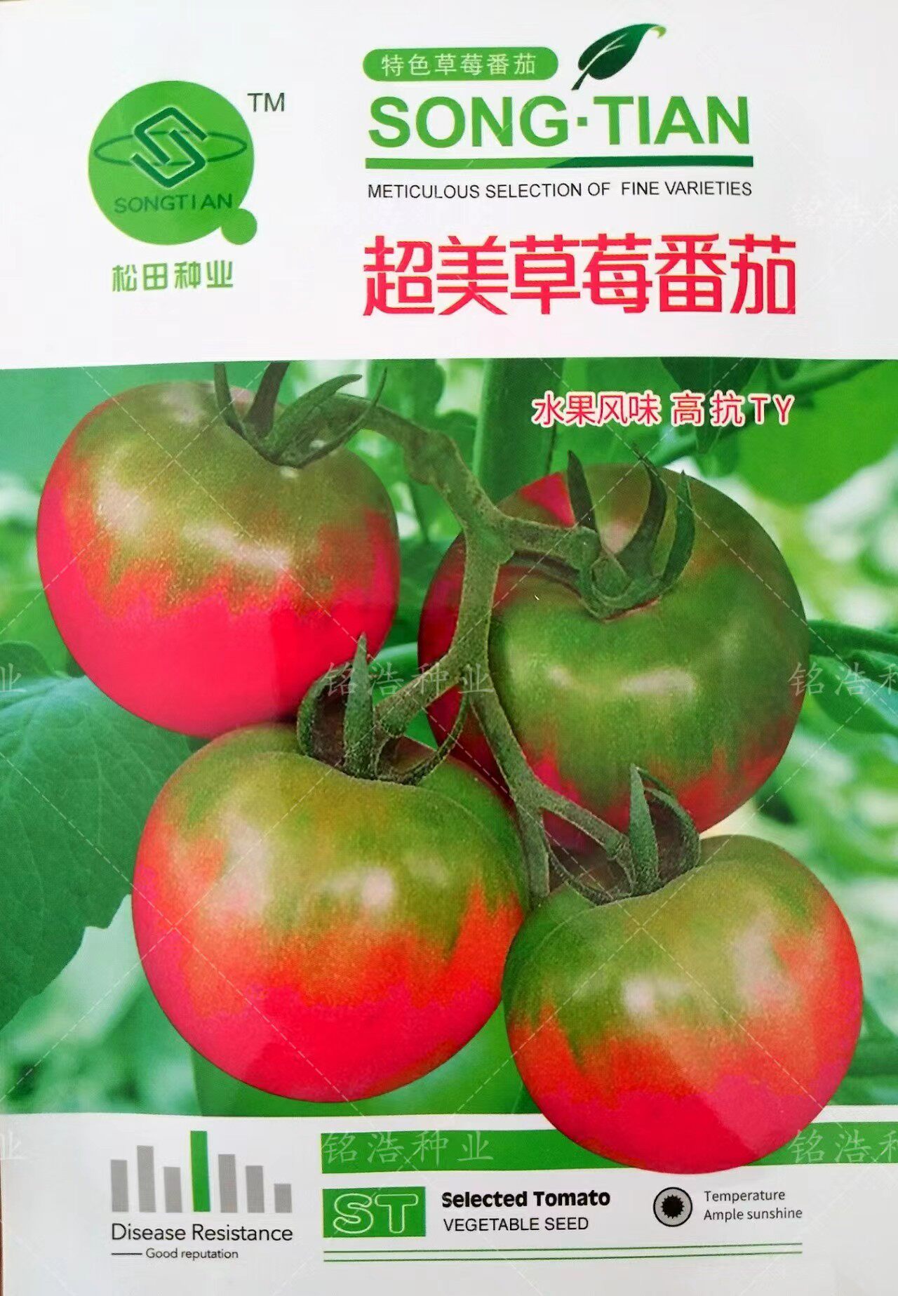 大果草莓番茄种子早熟东北油皮番茄铁皮柿子肉厚水果西红柿蔬菜籽